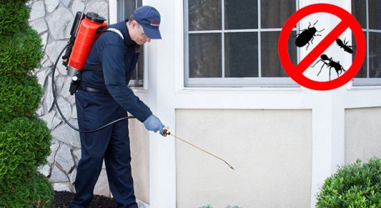 Pancar Karınca İlaçlama böcek ilaçlama ve haşere kontrolü — ilaclama-tr.com
